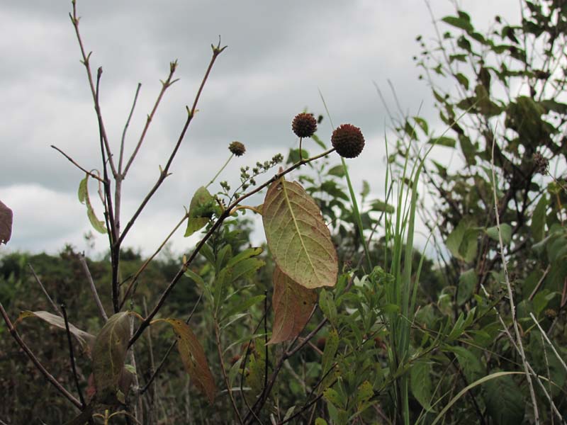 Buttonbush wetland